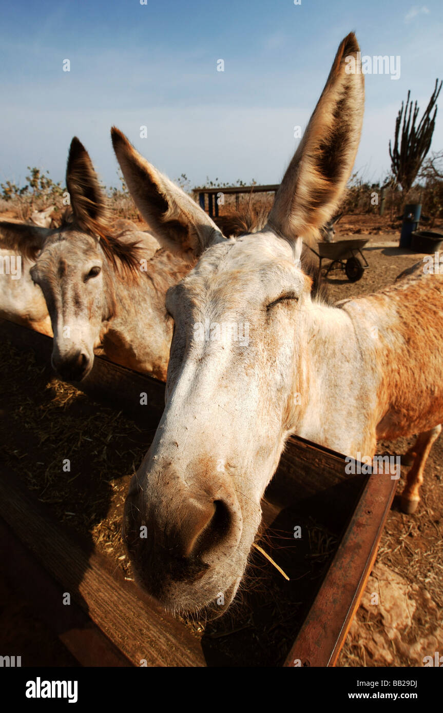 Antilles néerlandaises Bonaire le Donkey Sanctuary accueil pour les ânes errants Banque D'Images