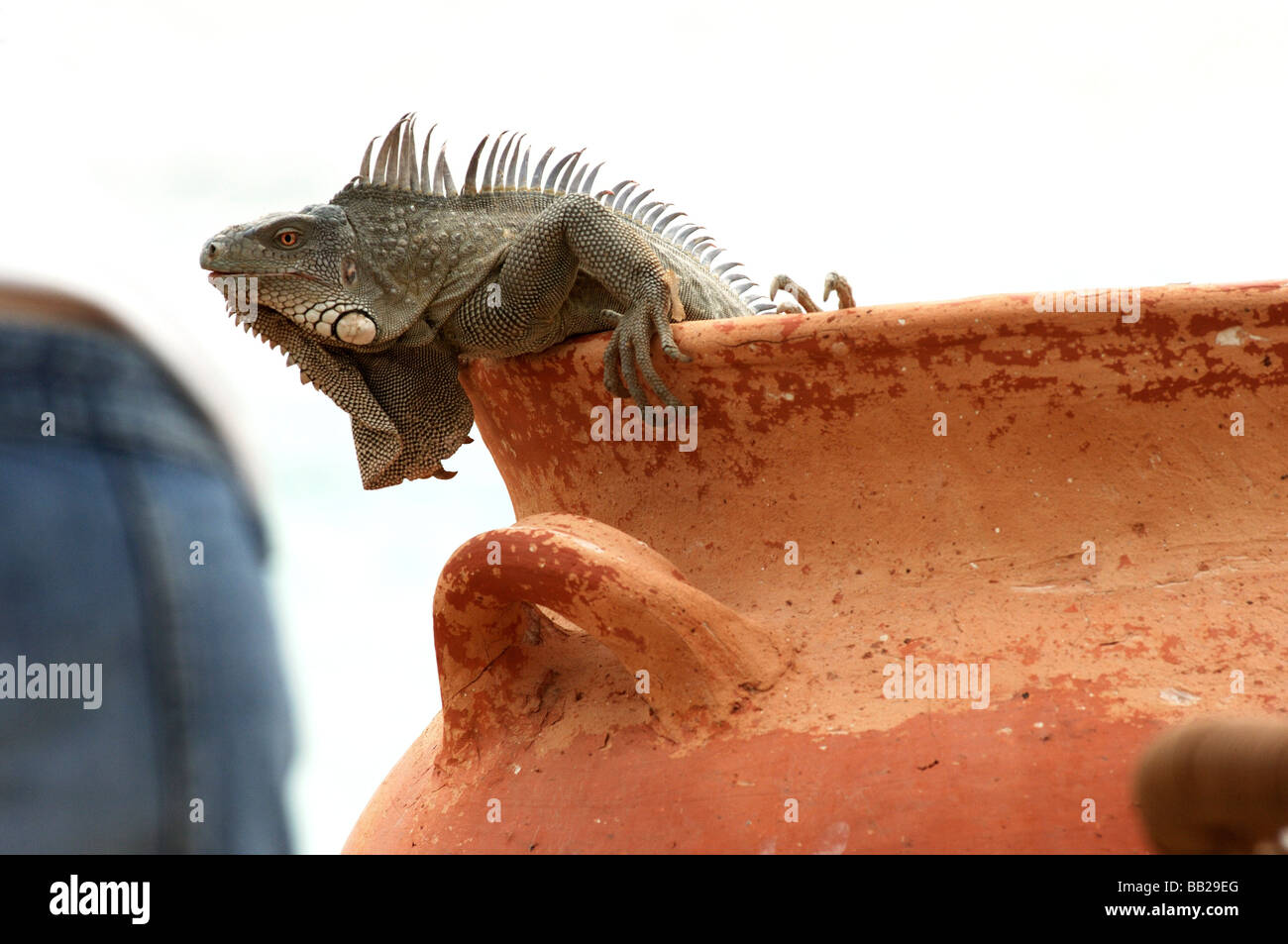 Antilles néerlandaises Bonaire un iguane randonnées hors d'un pot Banque D'Images