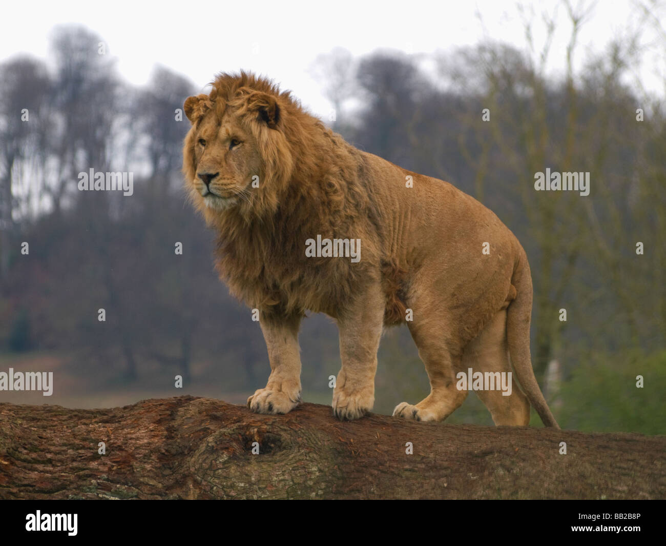 Lion parfumer le vent Banque D'Images