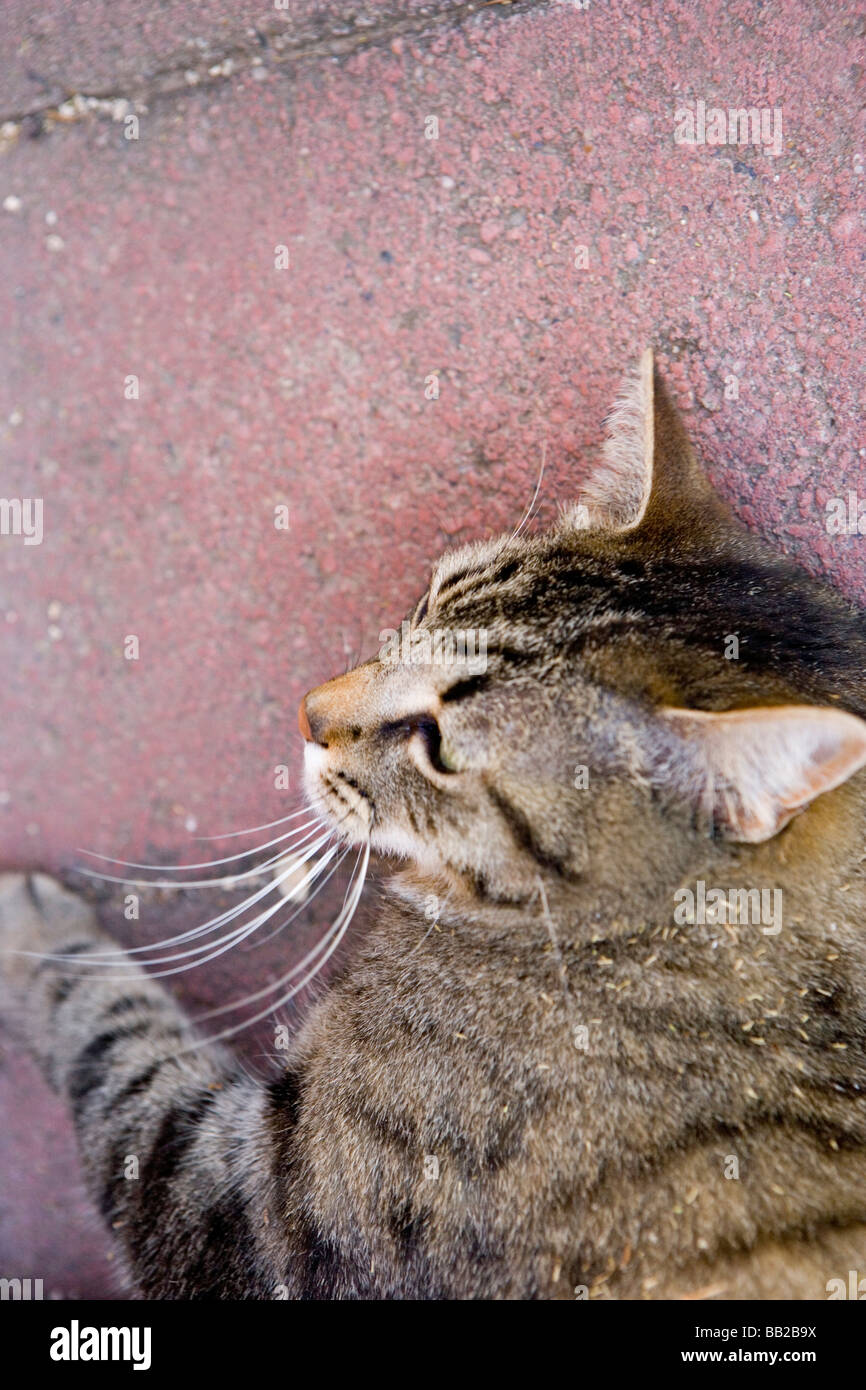 Pose de chat sur la brique Banque D'Images