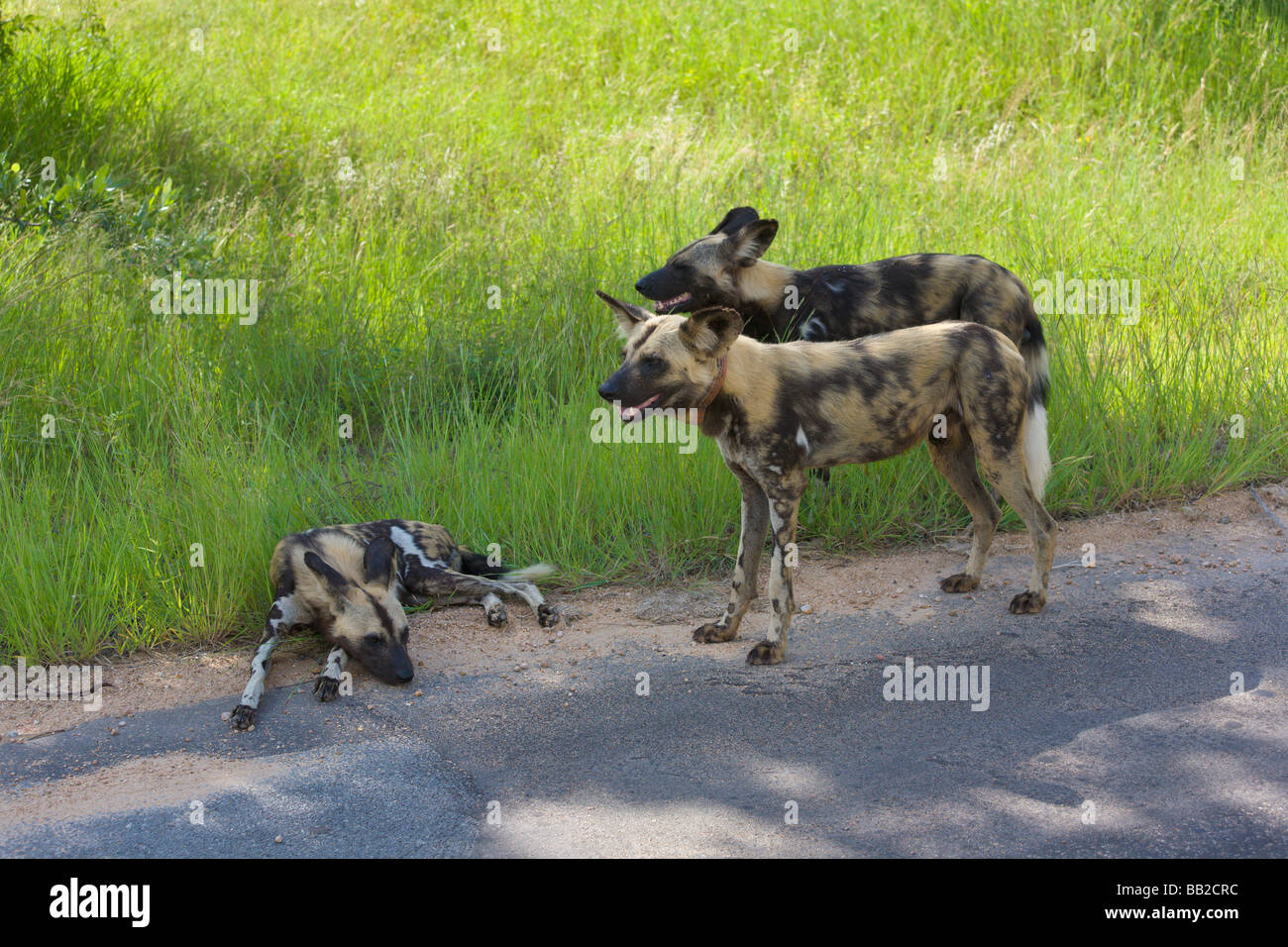 Les chiens sauvages, Lycaon pictus, Kruger National Park, South Africa' Banque D'Images