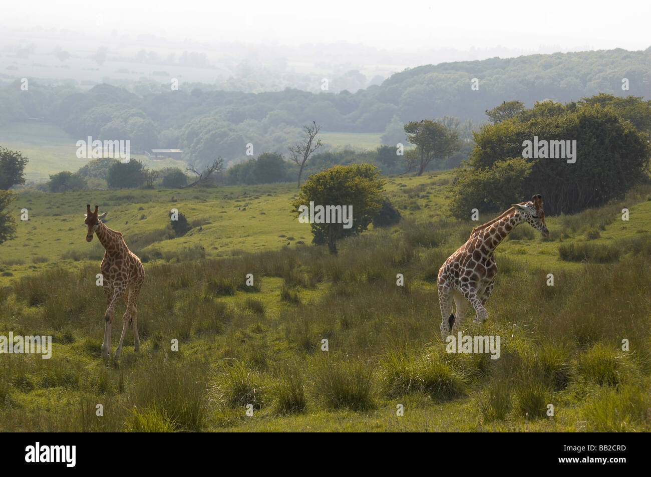 Deux girafes s dans le champ à un parc animalier en Angleterre Banque D'Images