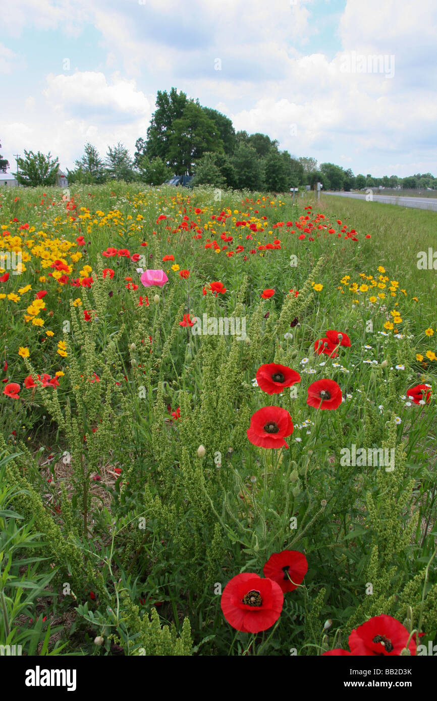 Les Fleurs sauvages Banque D'Images