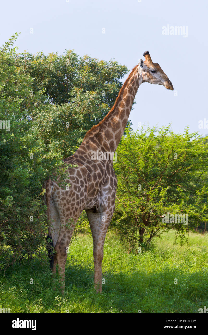 Giraffa Giraffe, camelopardarlis', 'Game', 'South Africa' Banque D'Images