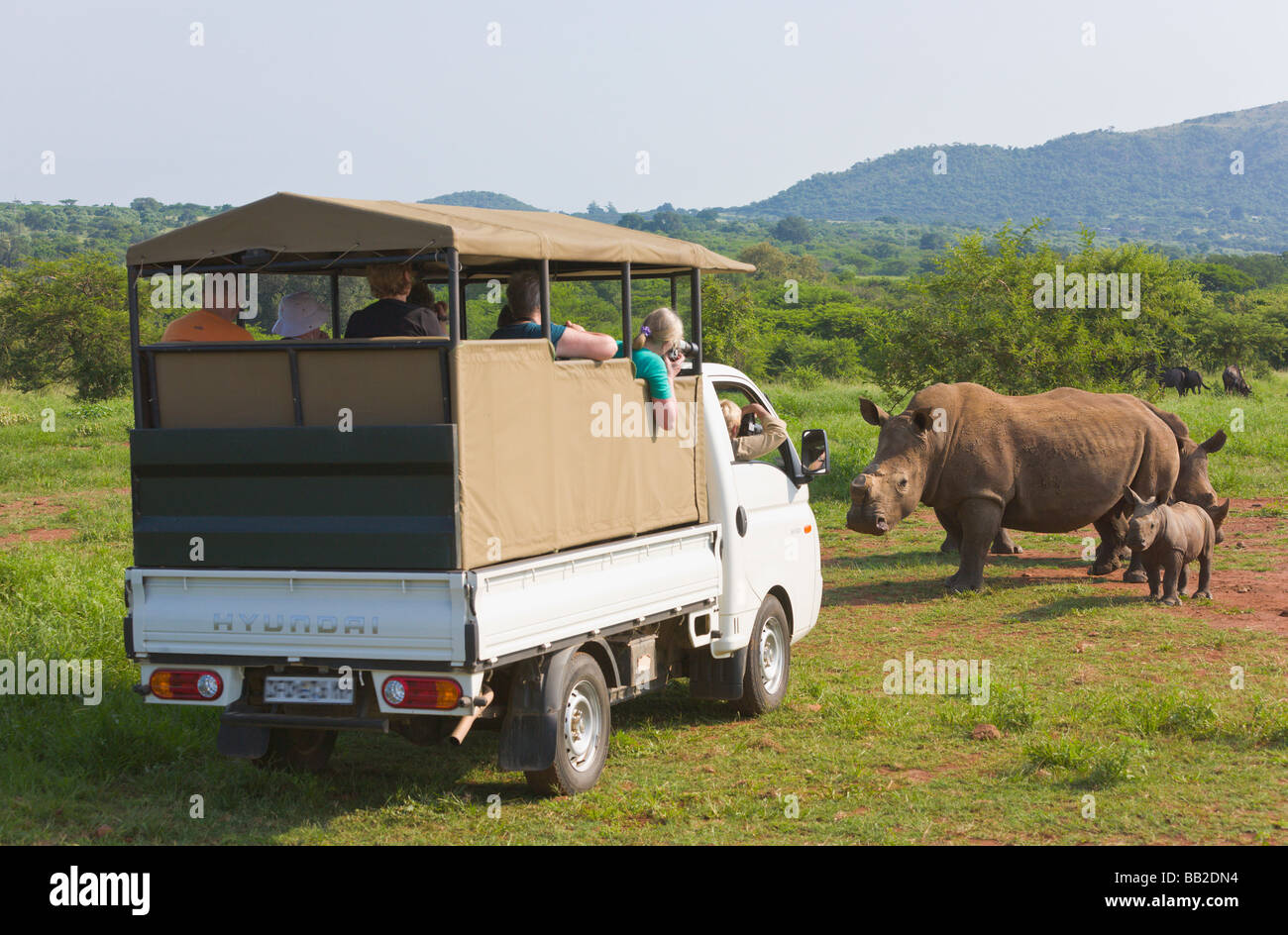 Véhicule safari rhinos blanc, Ceratotherium simum, jeu 'Réserver', 'South Africa' Banque D'Images