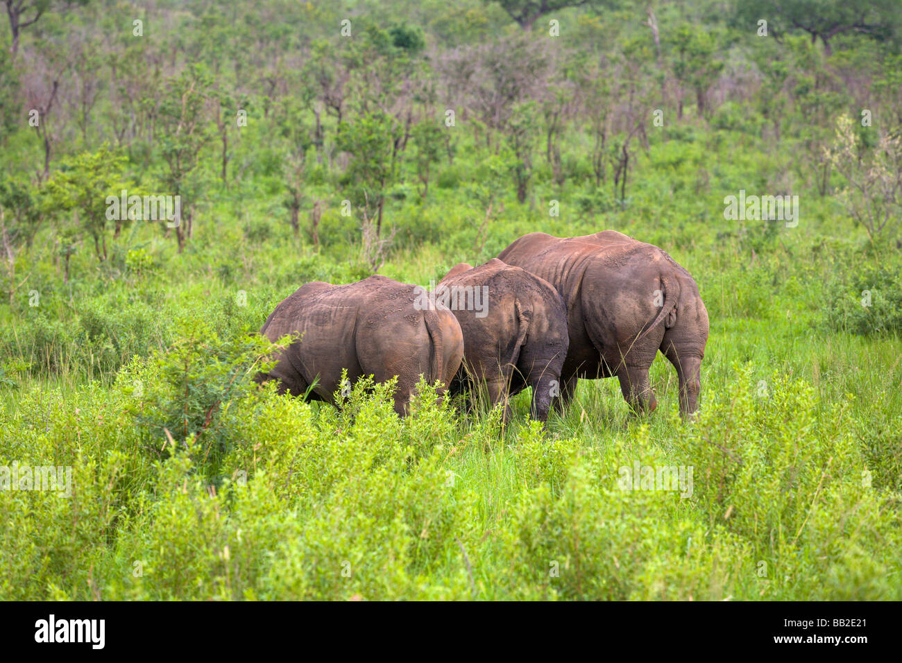 Vue arrière de trois rhinocéros blanc, Ceratotherium simum, Hluhluwe Game Reserve' ', KwaZulu Natal, Afrique du Sud" Banque D'Images