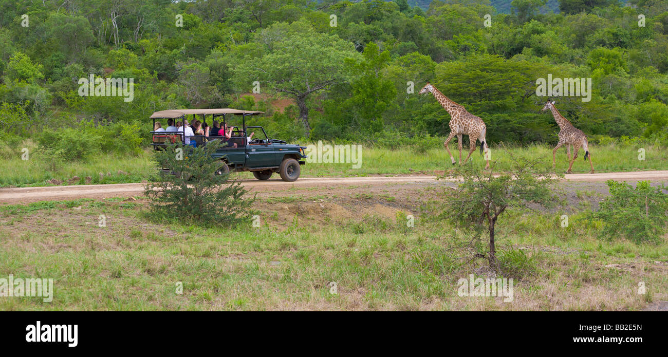 Les gens dans l'affichage du véhicule safari girafes Giraffa, camelopardarlis «, Hluhluwe Game Reserve", KwaZulu Natal, Afrique du Sud" Banque D'Images