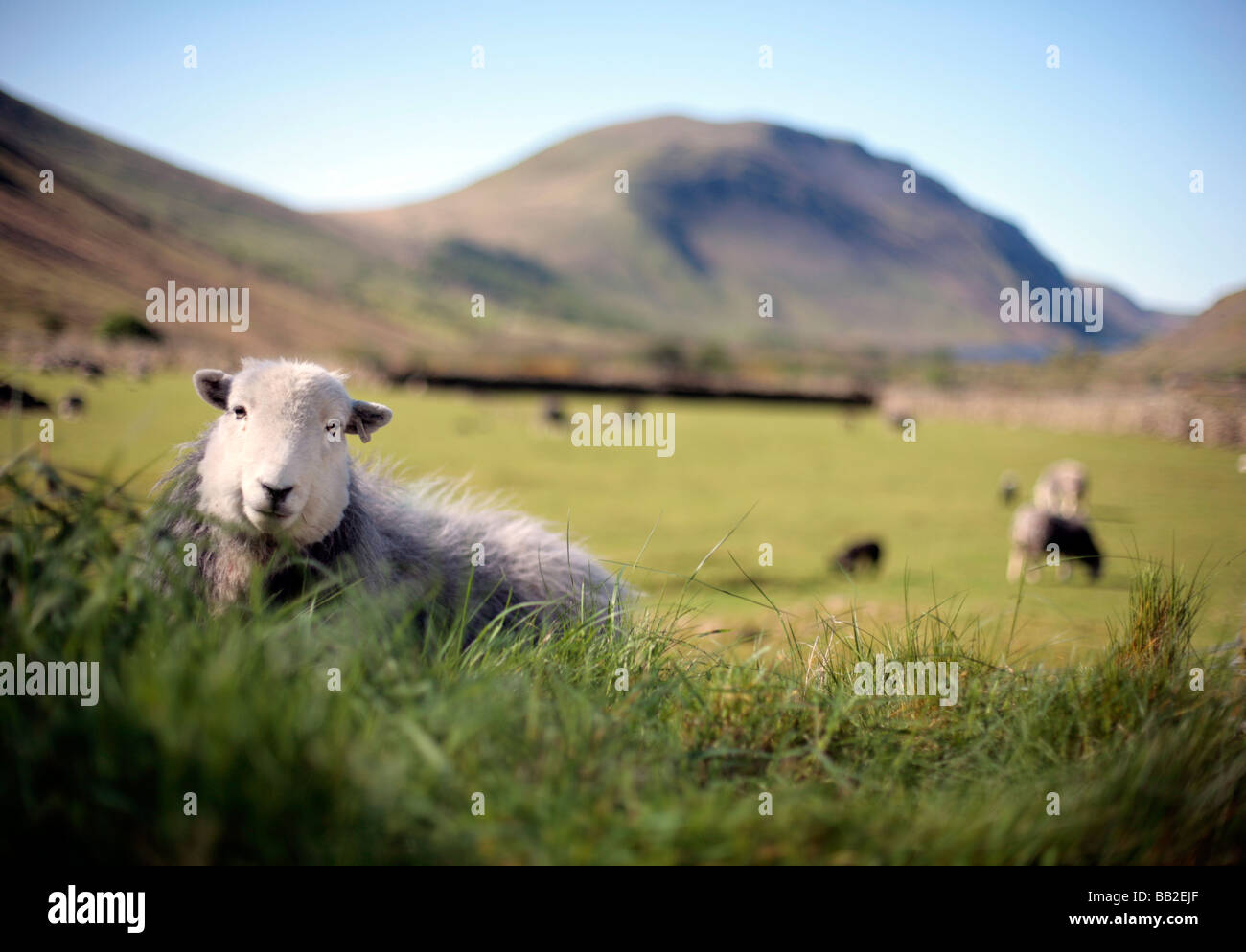 Moutons Herdwick Lake District, UK. Banque D'Images