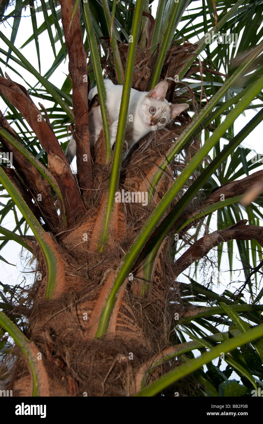 Un Bengal chaton coincé dans un arbre Banque D'Images