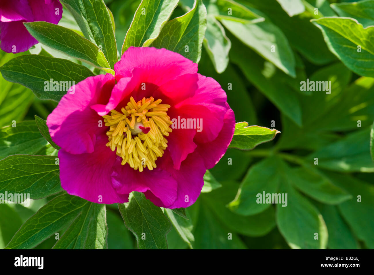 Rose rouge pivoine Paeonia officinalis ssp humilis fond vert feuilles feuille jardin pivoine pfingstrose pentecôte whitmon Banque D'Images