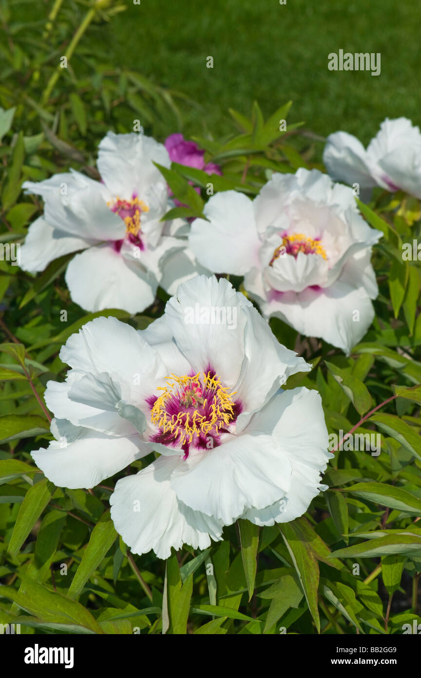 Rose rouge jaune blanc pivoine paeonia suffruticosa Asie Banque D'Images