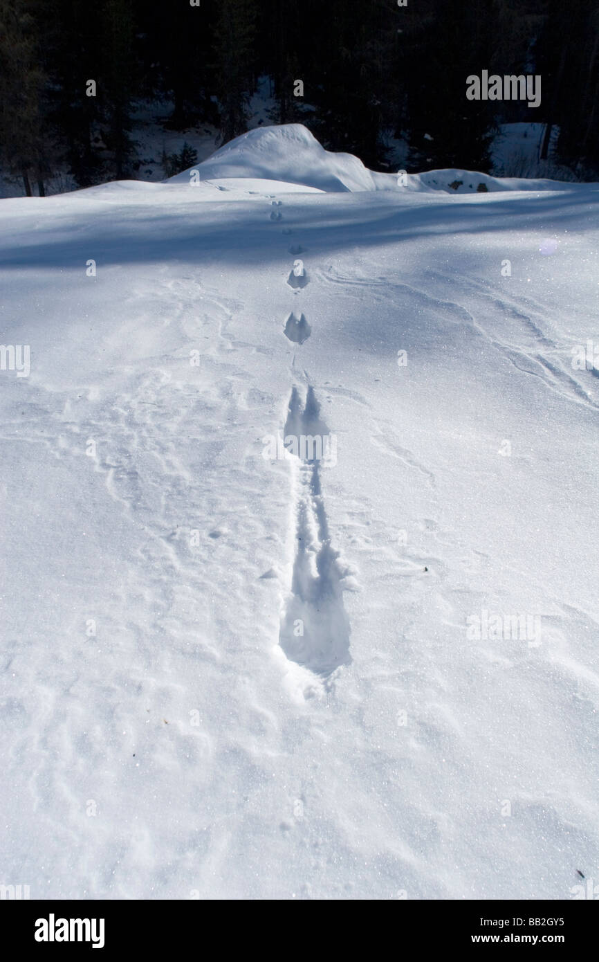 Red Deer (Cervus elaphus) pistes dans la neige, Alpes Italiennes Banque D'Images