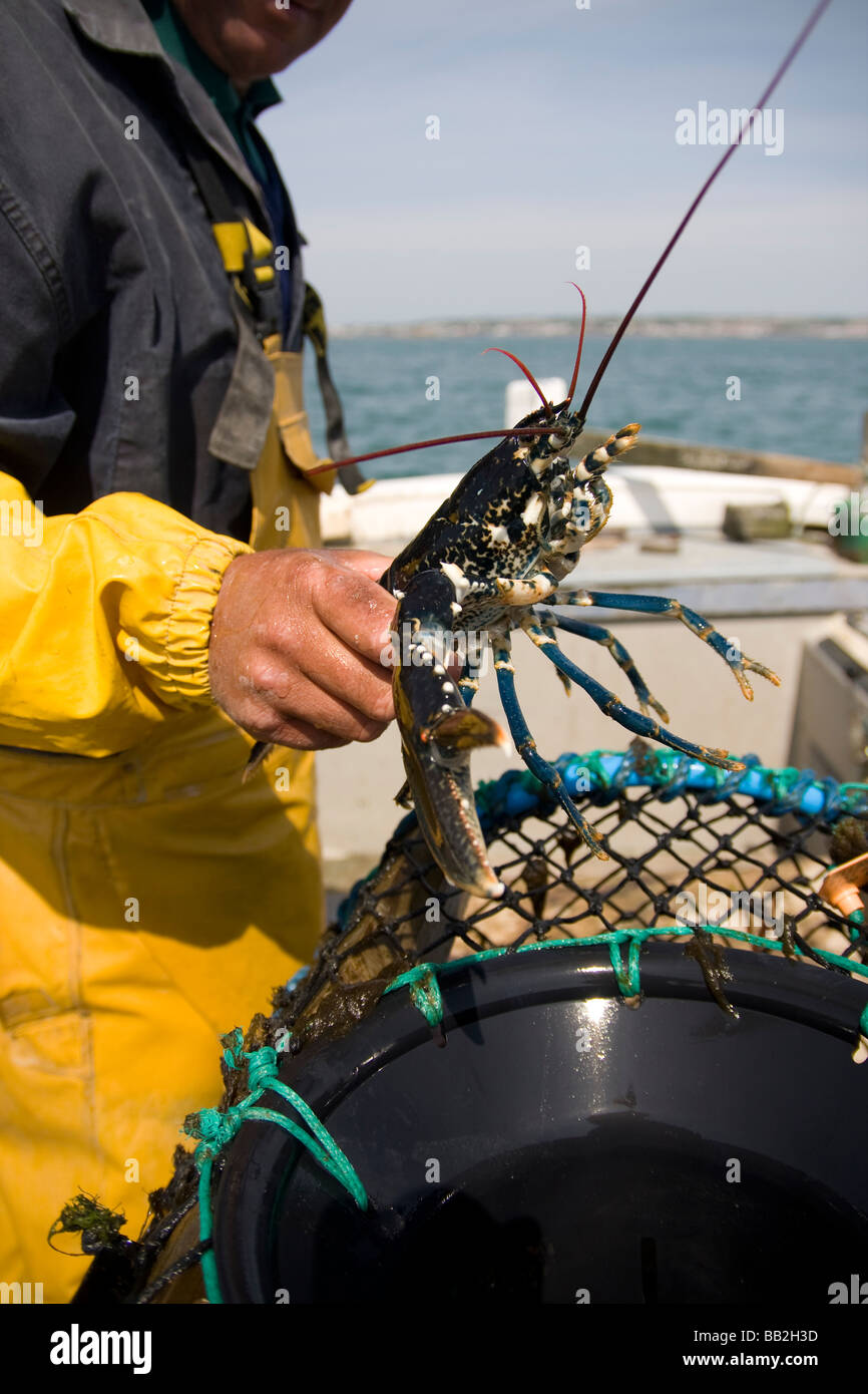 Du homard sauvage européenne Banque D'Images