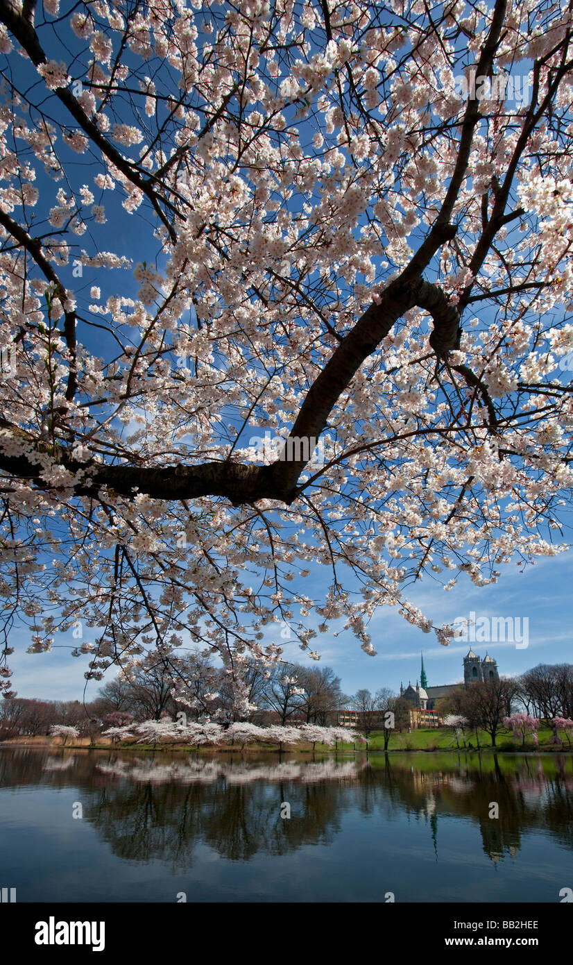 Les cerisiers en fleurs à la filiale Brook Park New Jersey Newark Banque D'Images