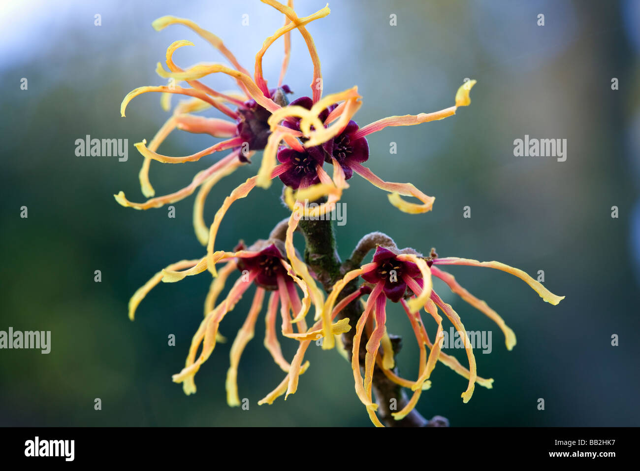 Hamamelis x intermedia 'Jelena' l'Hamamélis, fleurs d'hiver Banque D'Images