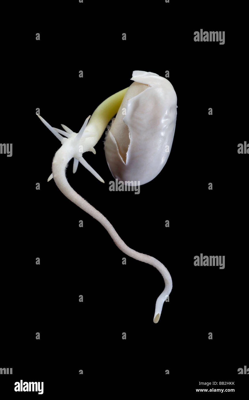 La germination des graines de haricots Banque D'Images