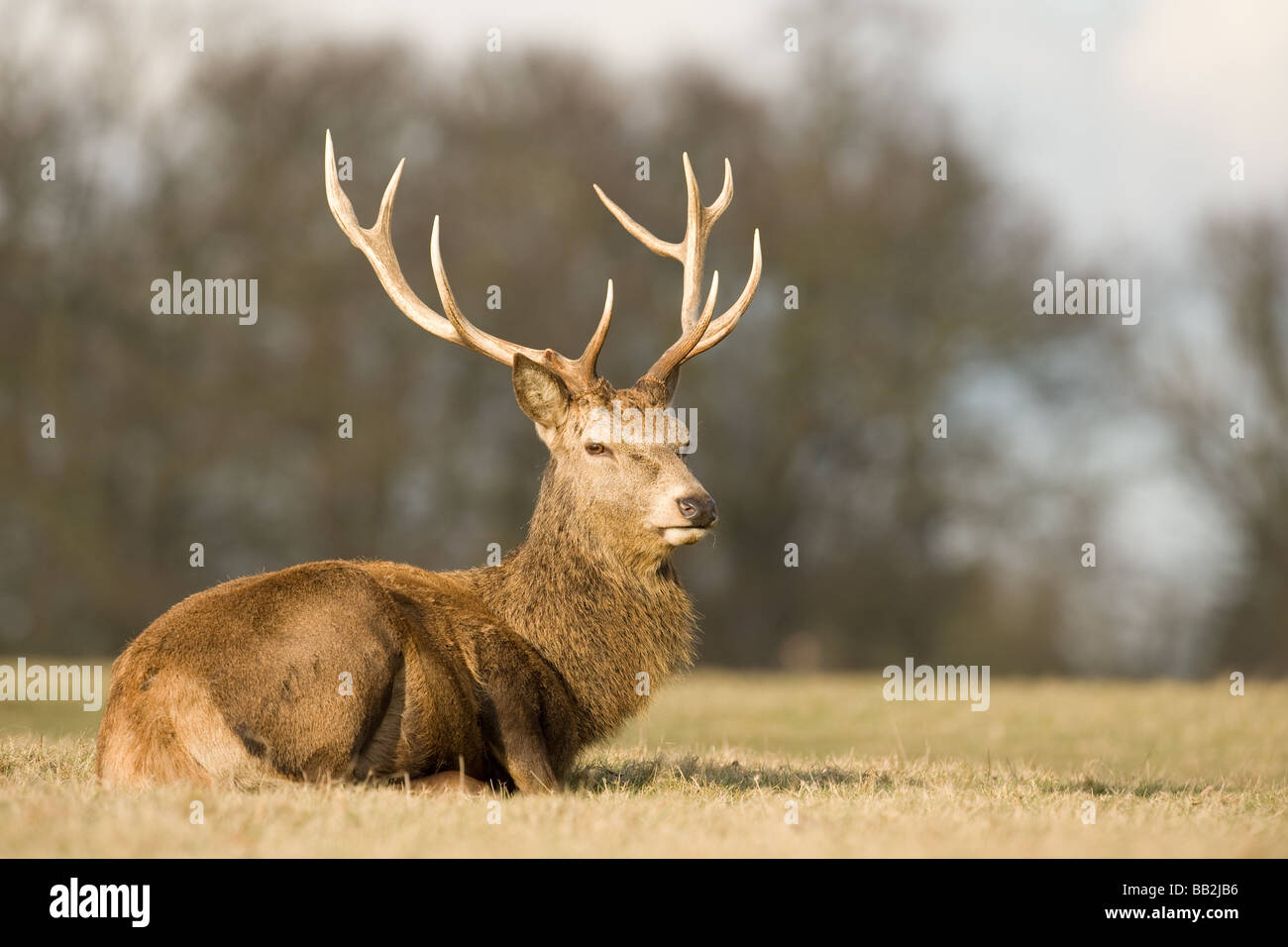 Red Deer stag reposant sur les herbages Banque D'Images