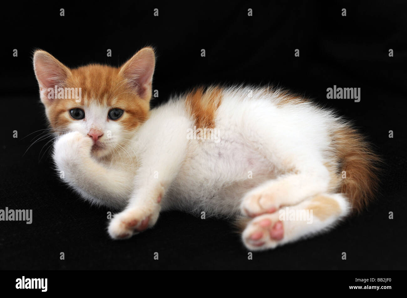 Un petit chaton blanc et gingembre couché regardant la caméra contre un fond noir Banque D'Images