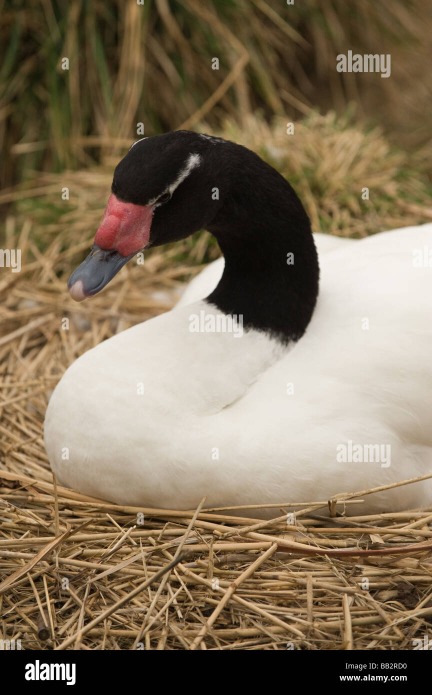 Black Swan à l'incubation des œufs, assis sur son nid Banque D'Images