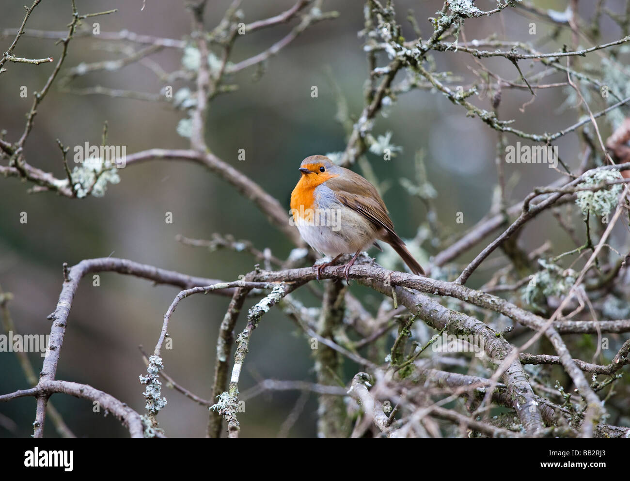 Robin Redbreast Oiseau, paysage, on tree branch, Erithacus rubecula aux abords Banque D'Images