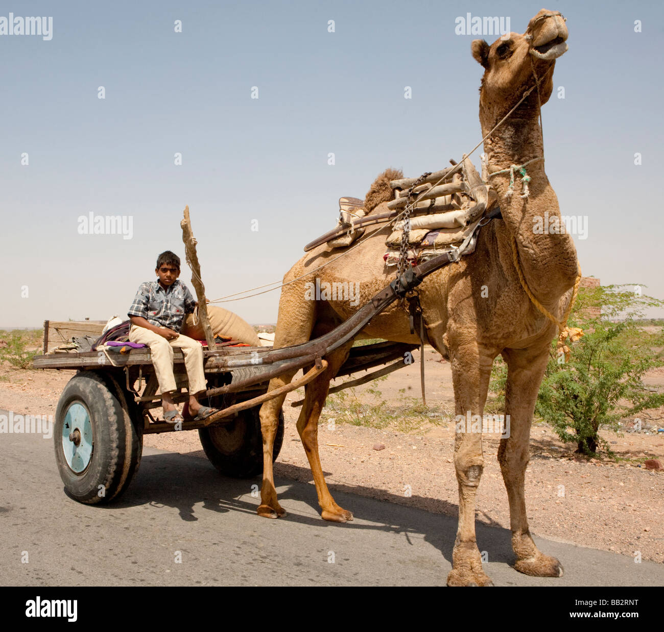 Powered By Camel Rajisthan Remorque Inde Banque D'Images