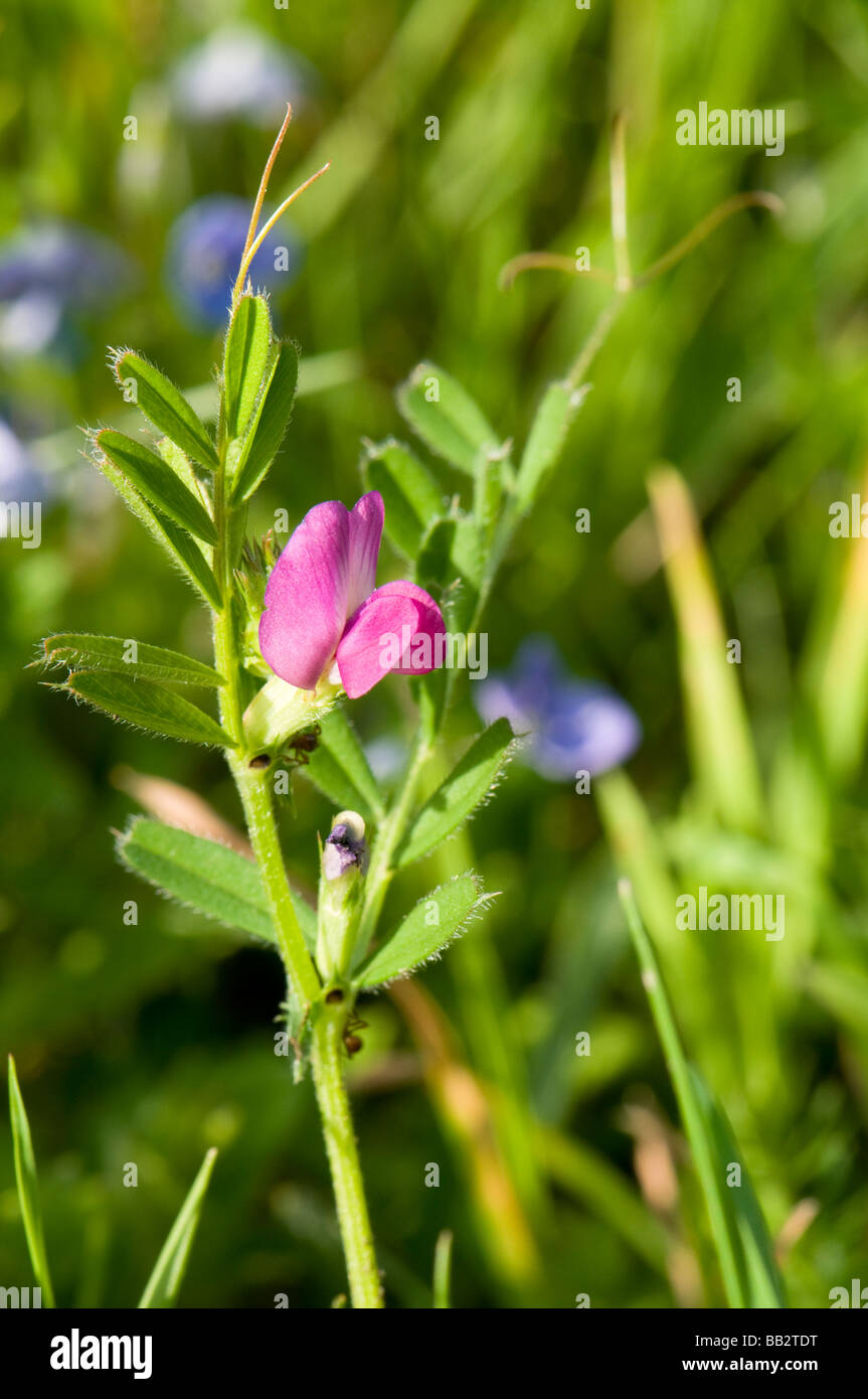 Vesce commune, Vicia sativa Banque D'Images