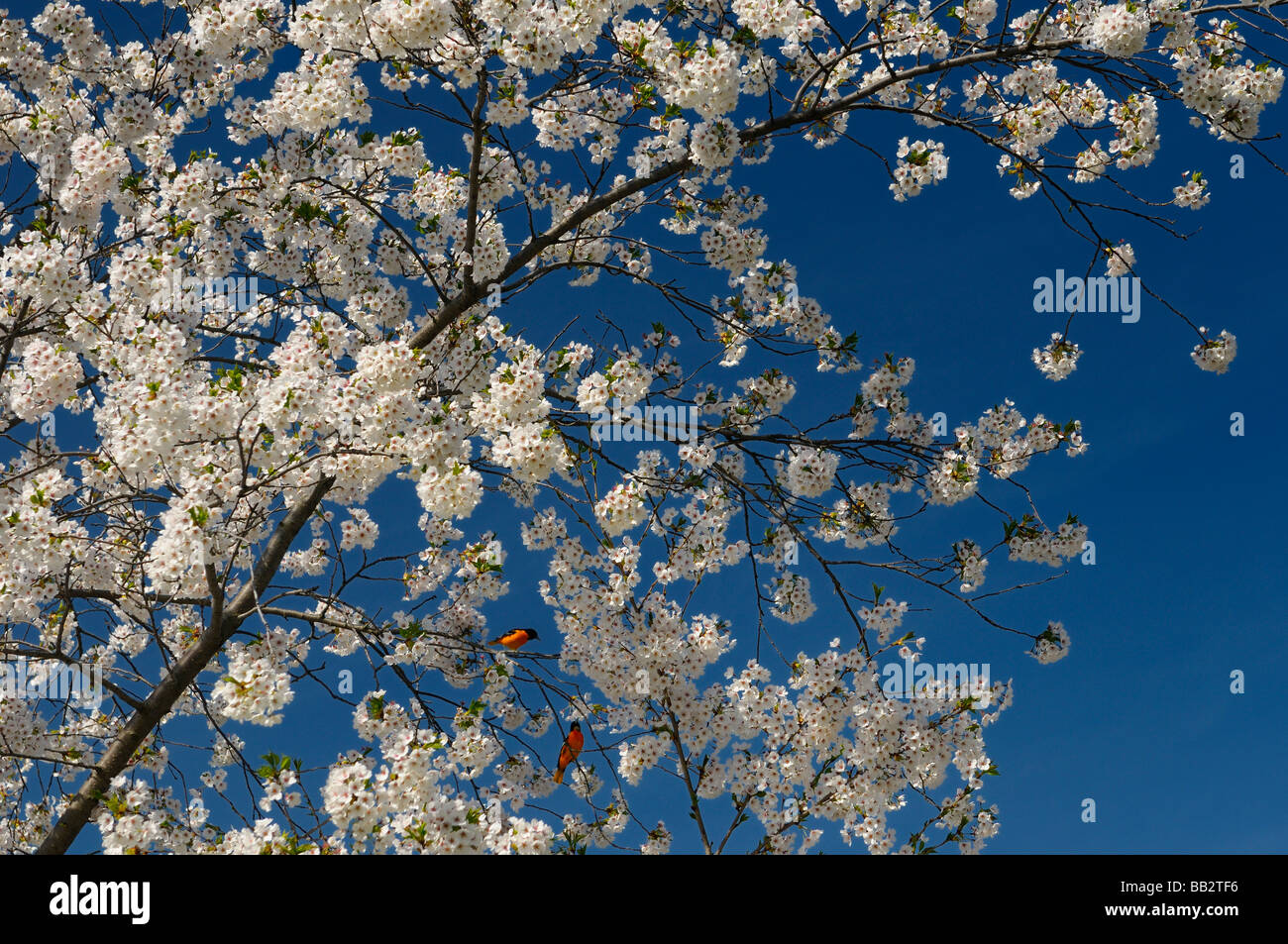 Baltimore Orioles dans un cerisier japonais plein de fleurs contre un ciel bleu Prunus serrulata Sakura Somei-Yoshino à High Park, Toronto Banque D'Images
