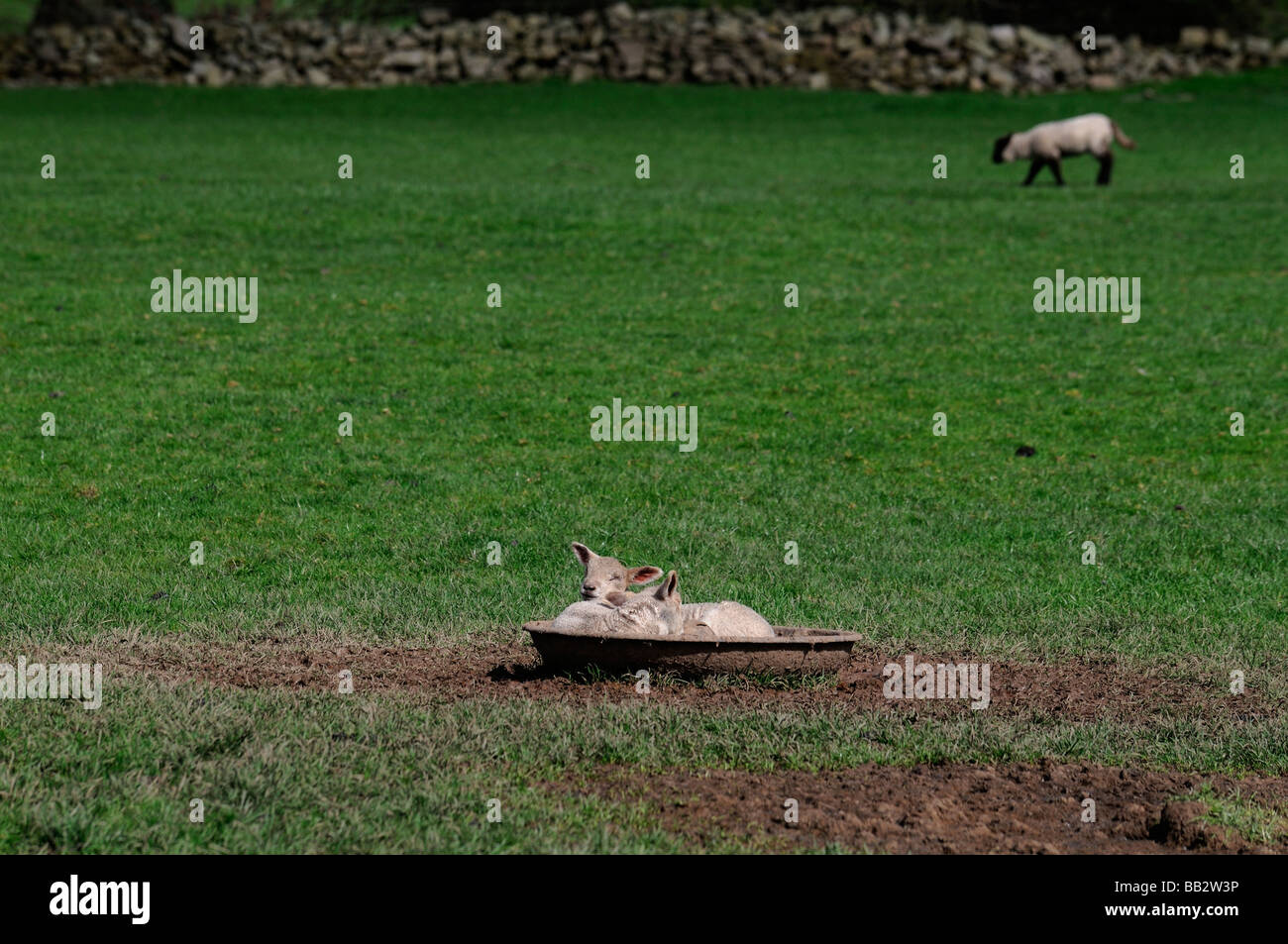 Deux jeunes agneaux endormis dans un creux rond en métal dans un champ d'herbe verte Irlande spring Banque D'Images