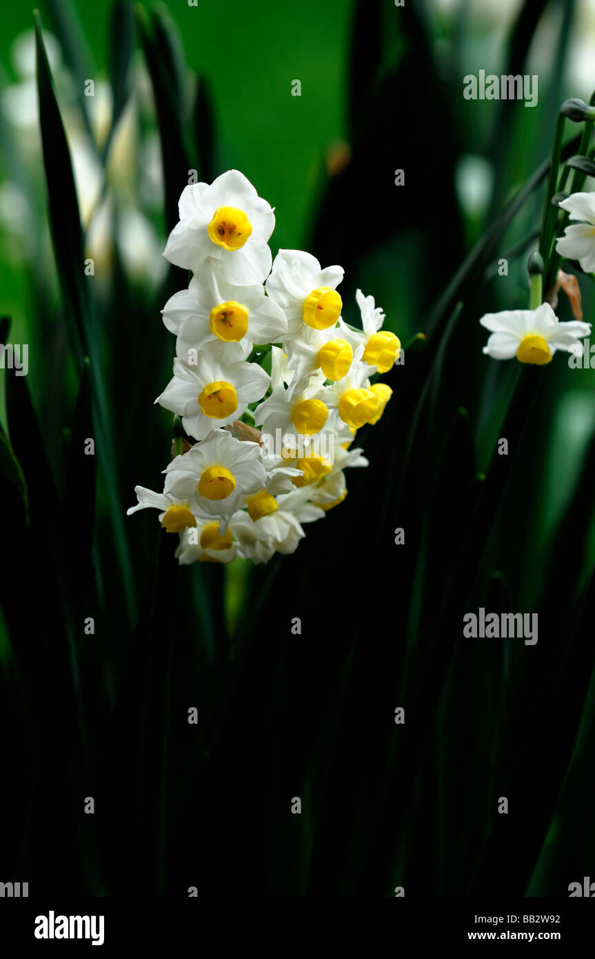 Jonquille narcissus minnow périanthe fleur blanche avec du jaune lumineux tasse éclairée par la lumière du soleil fond vert Banque D'Images
