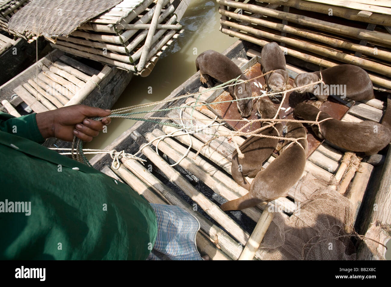 La vie quotidienne au Bangladesh ; un homme nourrit ses formés, la loutre laisse avant d'aller travailler, de la pêche, dans la rivière. Banque D'Images