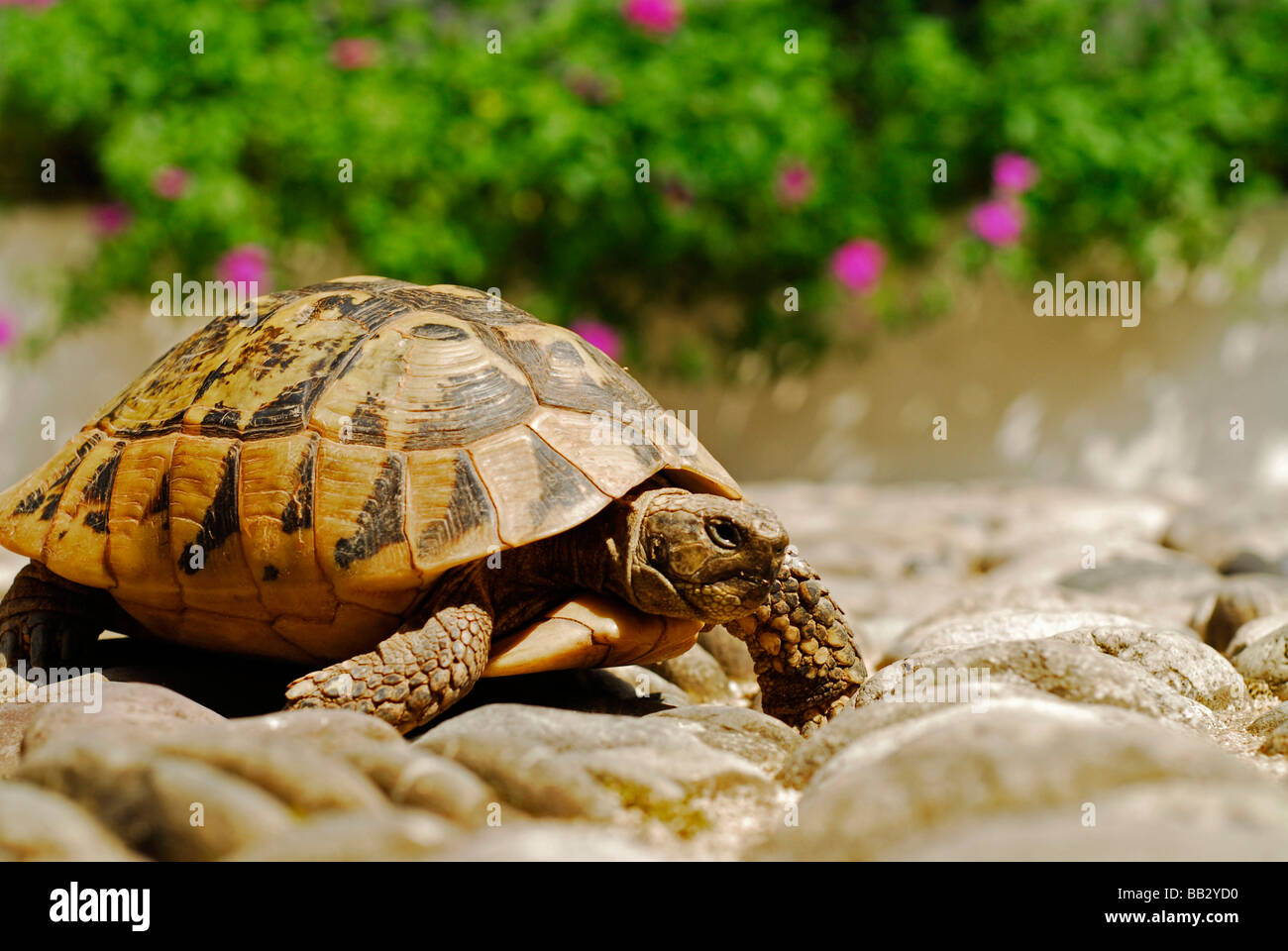 La BOSNIE ET HERZEGOVINE Mostar. Petite tortue de compagnie marche sur les pavés, sous le soleil des fleurs et de la végétation en arrière-plan Banque D'Images