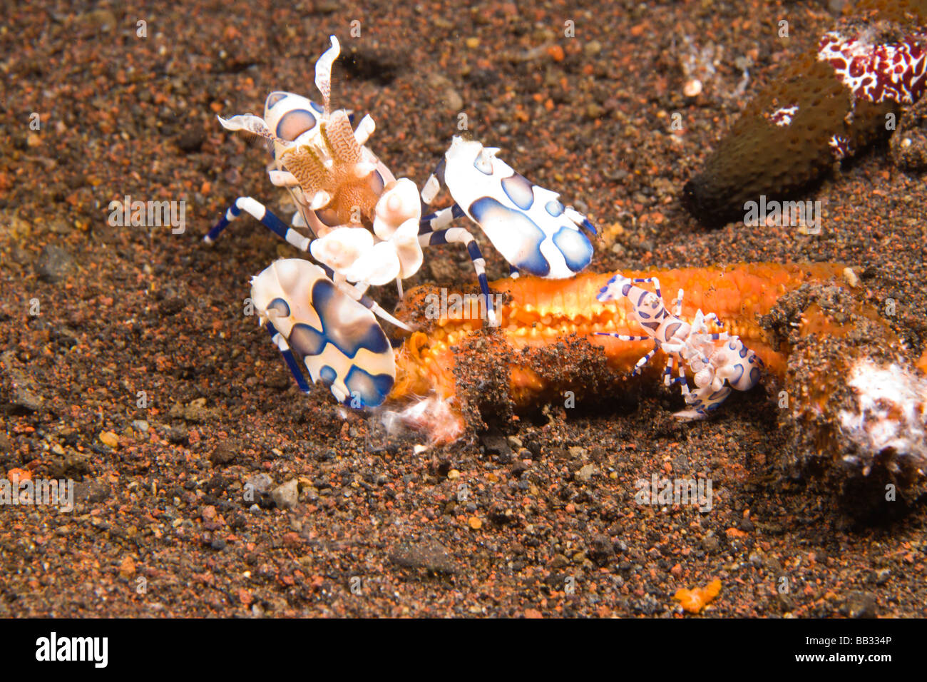 Bebe Adultes Crevette Arlequin Hymenocera Picta Se Nourrissant De Tulamben Etoile De Mer Nord De Bali Indonesie Rf Photo Stock Alamy Bebe Adultes Crevette Arlequin Hymenocera Picta Se Nourrissant De Tulamben Etoile De Mer Nord De Bali Indonesie Rf Photo Stock Alamy