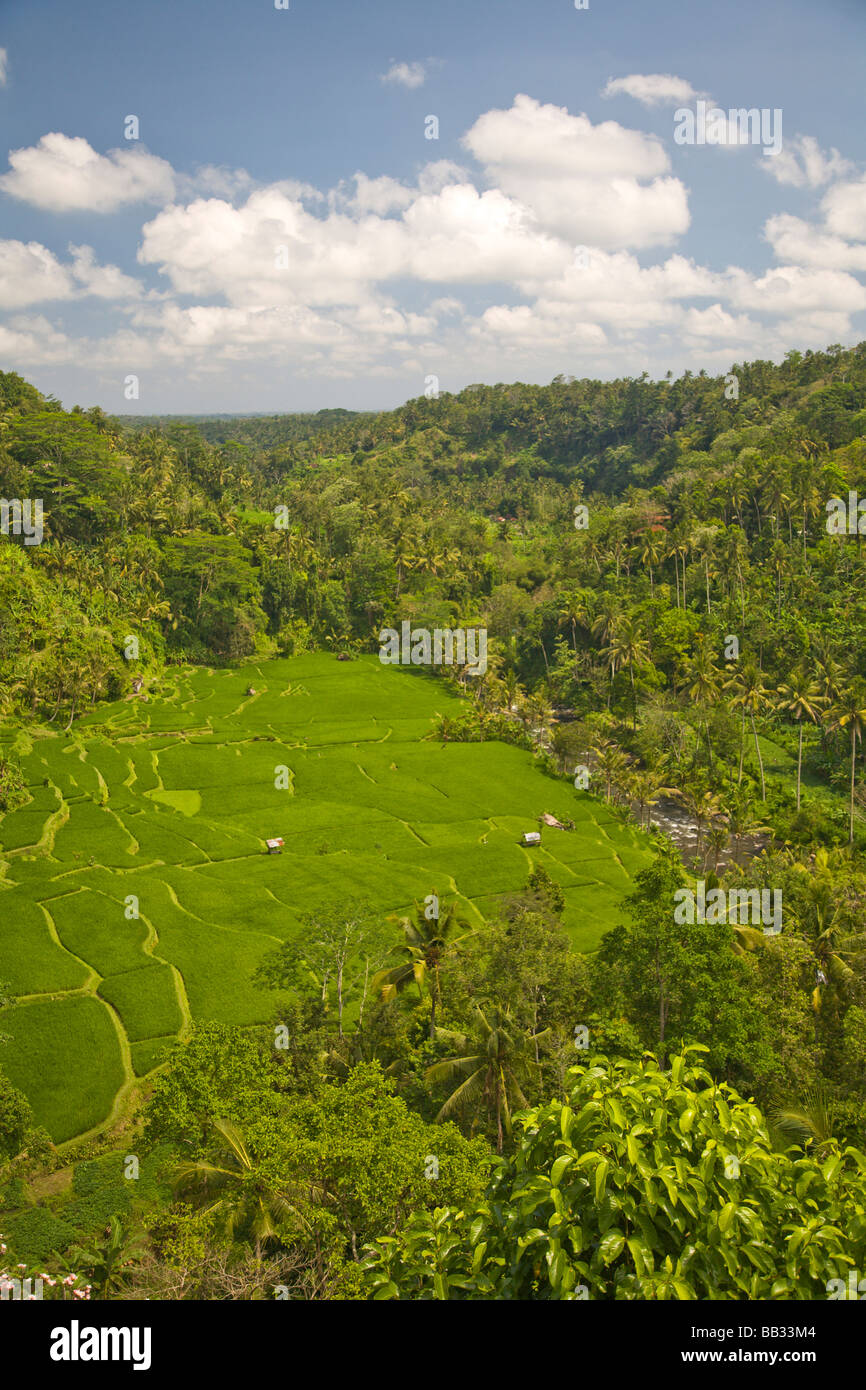 L'Indonésie, de la province de Bali, Ubud. Vue depuis Bali Garden. Banque D'Images