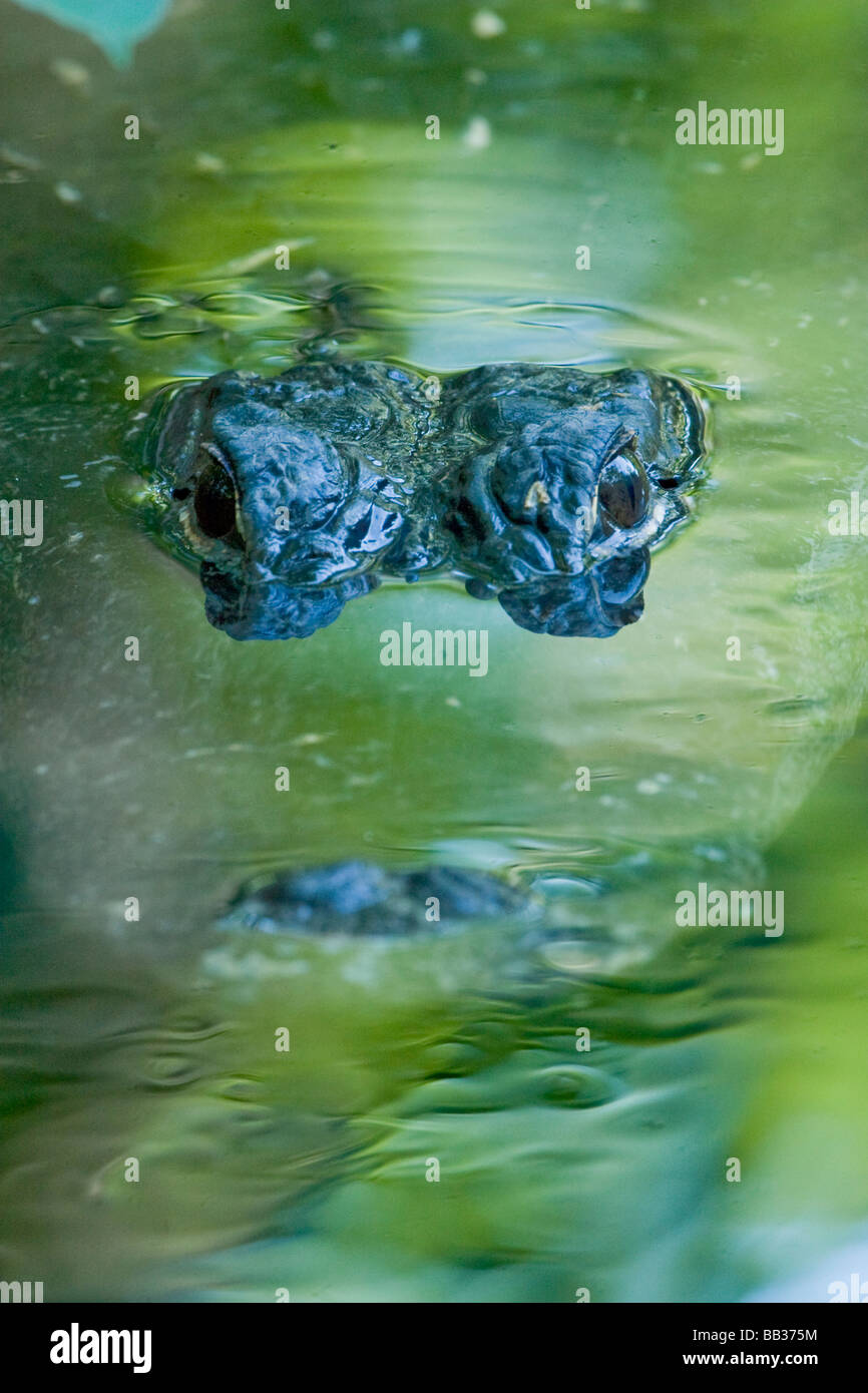 Alligator Alligator mississippiensis, habite, l'eau et les zones