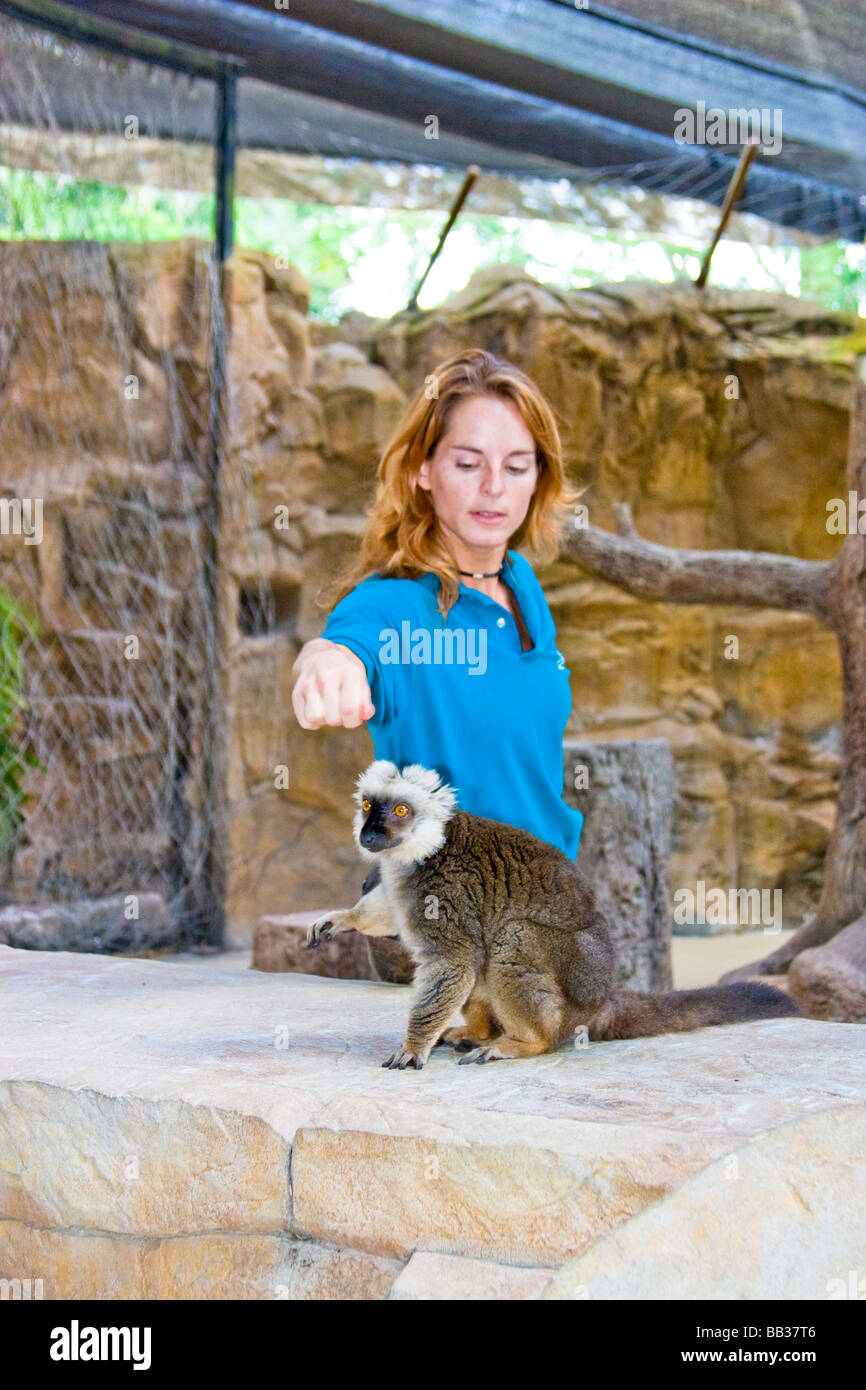 Le lémurien brun à front blanc, l'Eulemur albifrons, sont en voie de disparition. Les zoos se reproduisent souvent de maintenir un nombre suffisant Banque D'Images