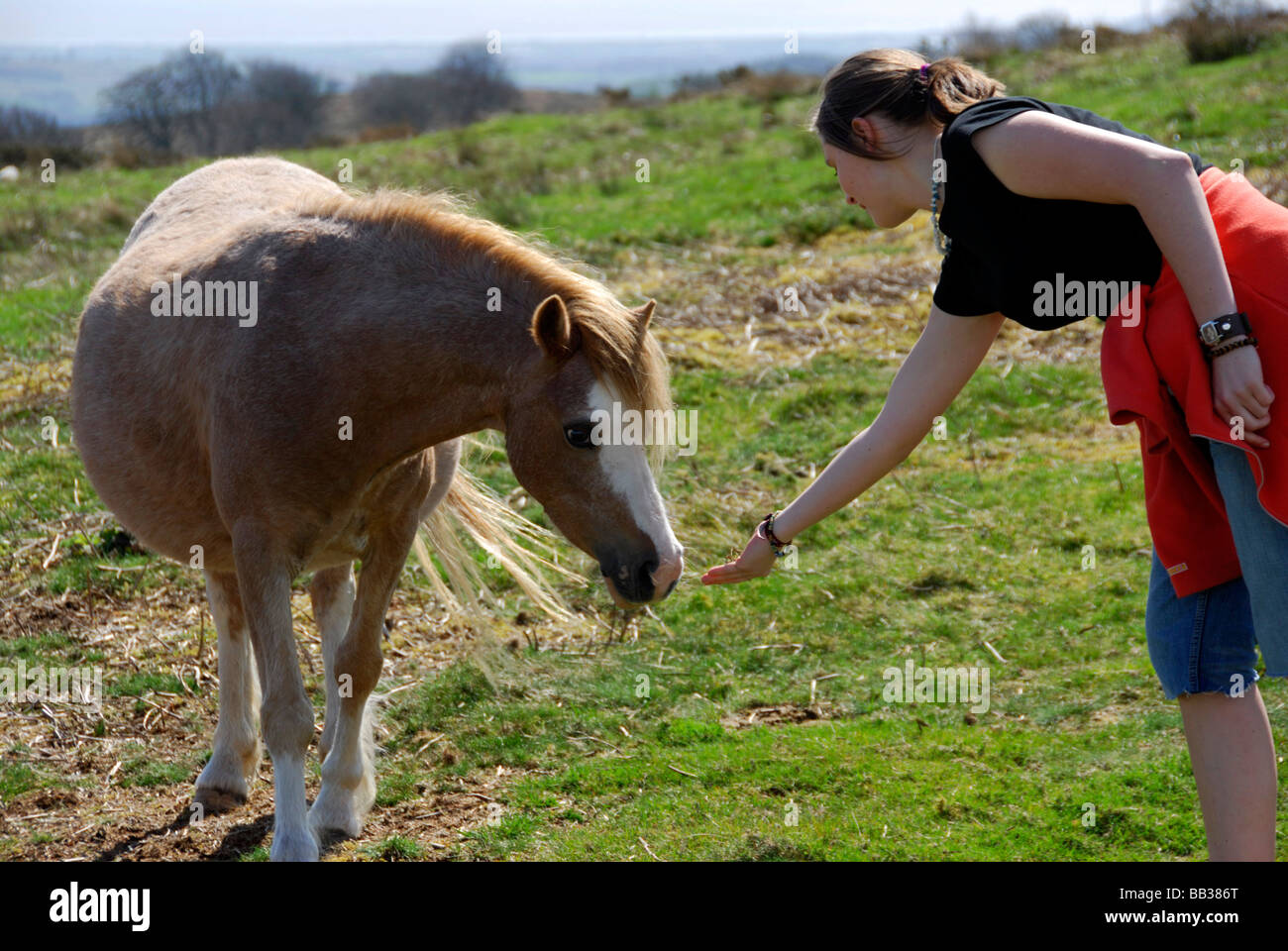 Poneys welsh hill Banque D'Images