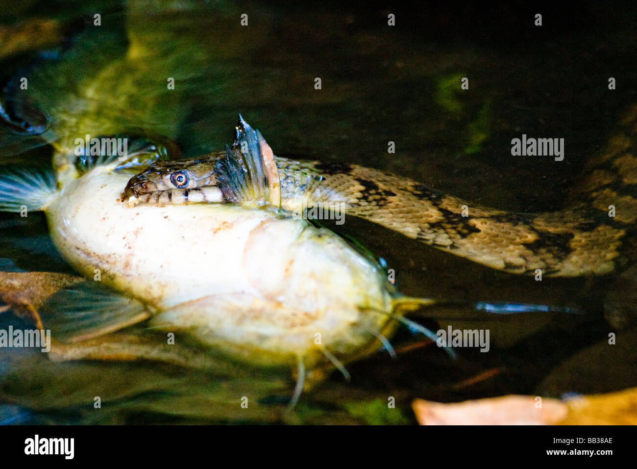 Un serpent d'eau baguées, Nerodia fasciata fasciata, prend un poisson-chat , alors il ne peut mâcher, le long de la rivière Cache en Arkansas. Banque D'Images