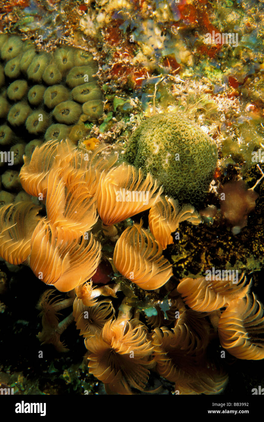 Close up of Feather Duster worms. Banque D'Images