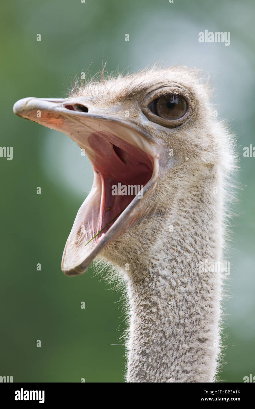 Le sud de l'Autruche - Struthio camelus australis Banque D'Images