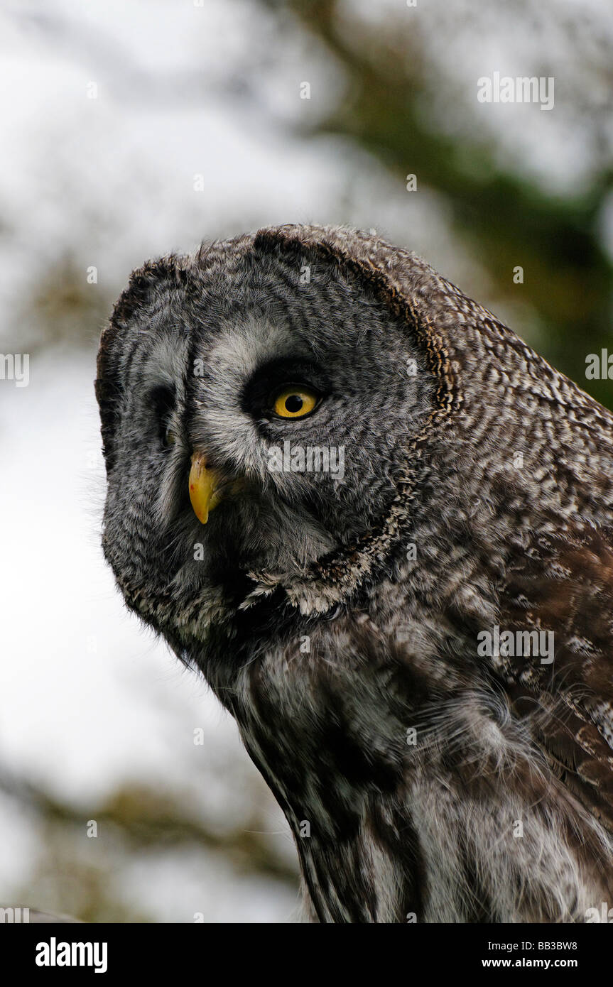 Chouette lapone Strix nebulosa, Banque D'Images