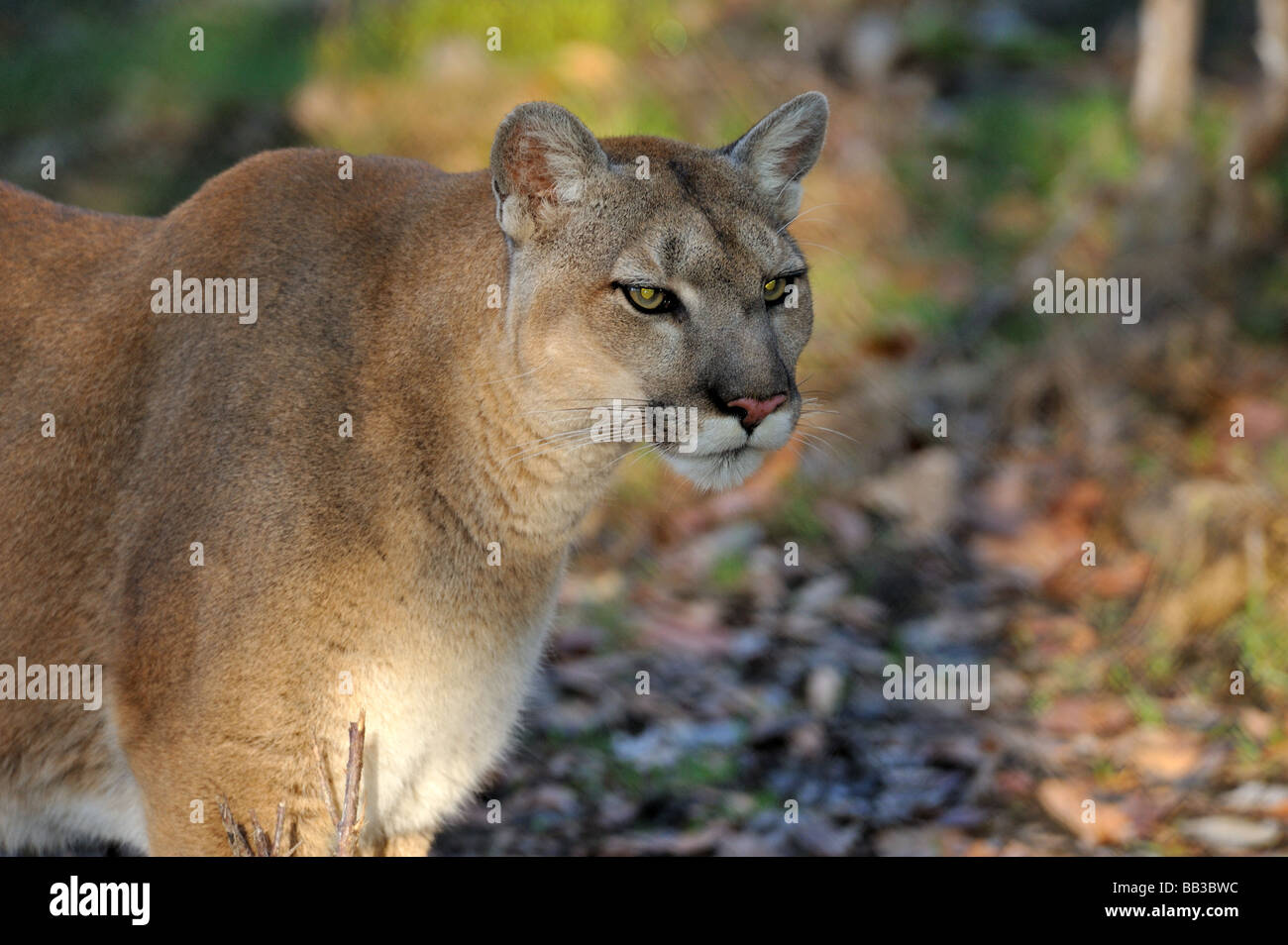 Florida panther Puma concolor coryi captif en Floride Banque D'Images