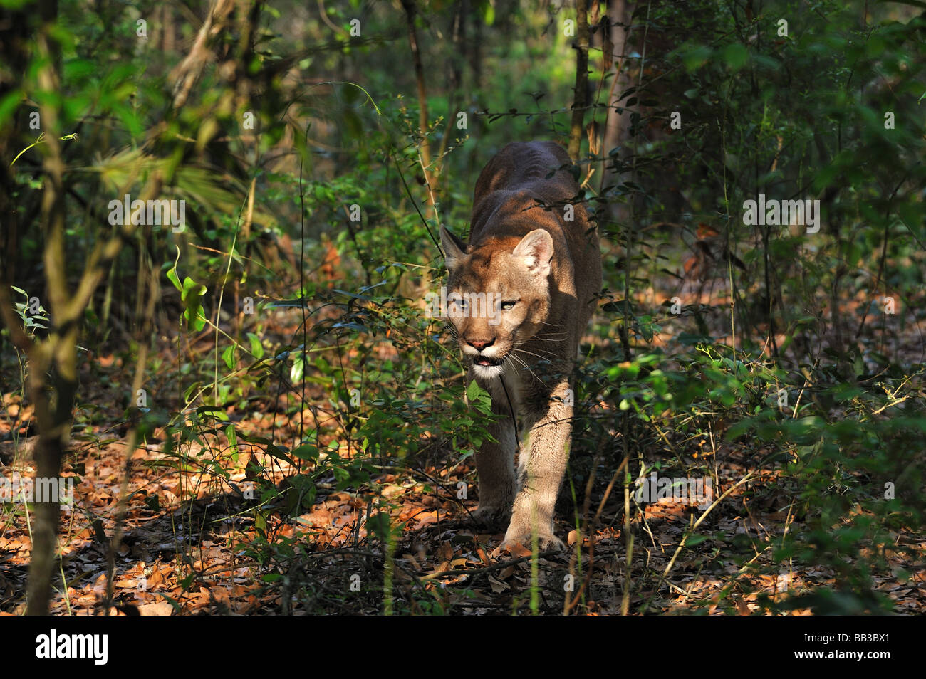 Florida panther Puma concolor coryi captif en Floride Banque D'Images