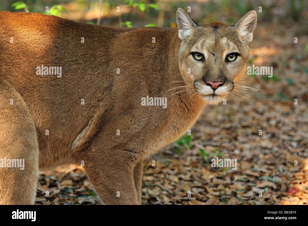 Florida panther Puma concolor coryi captif en Floride Banque D'Images