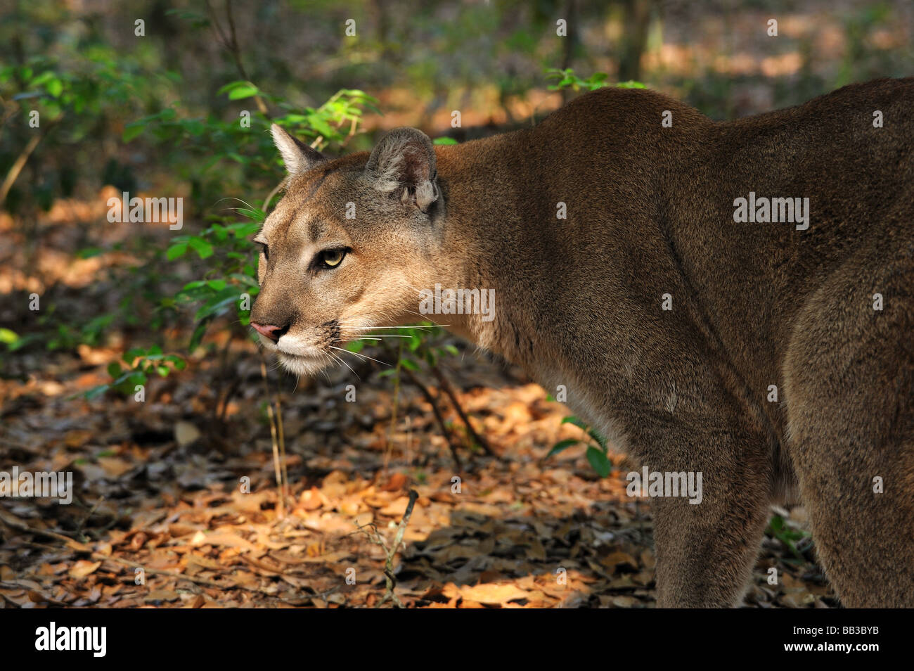 Florida panther Puma concolor coryi captif en Floride Banque D'Images