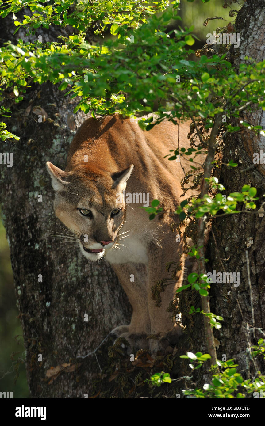 Florida panther Puma concolor coryi captif en Floride Banque D'Images