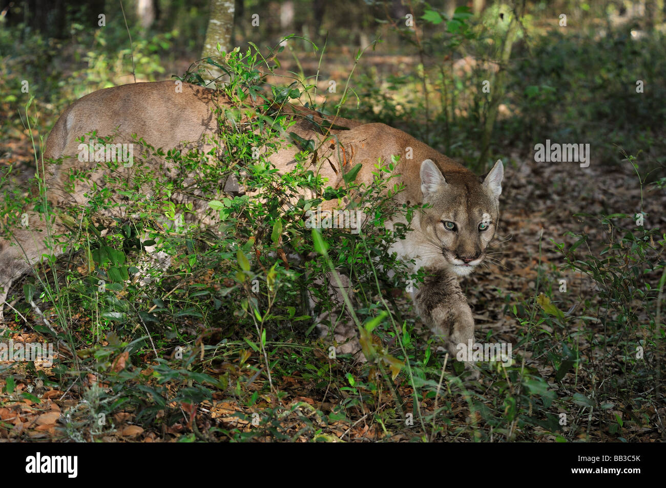 Florida panther Puma concolor coryi captif en Floride Banque D'Images