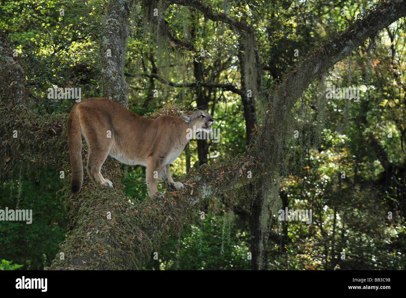 Florida panther Puma concolor coryi captif en Floride Banque D'Images