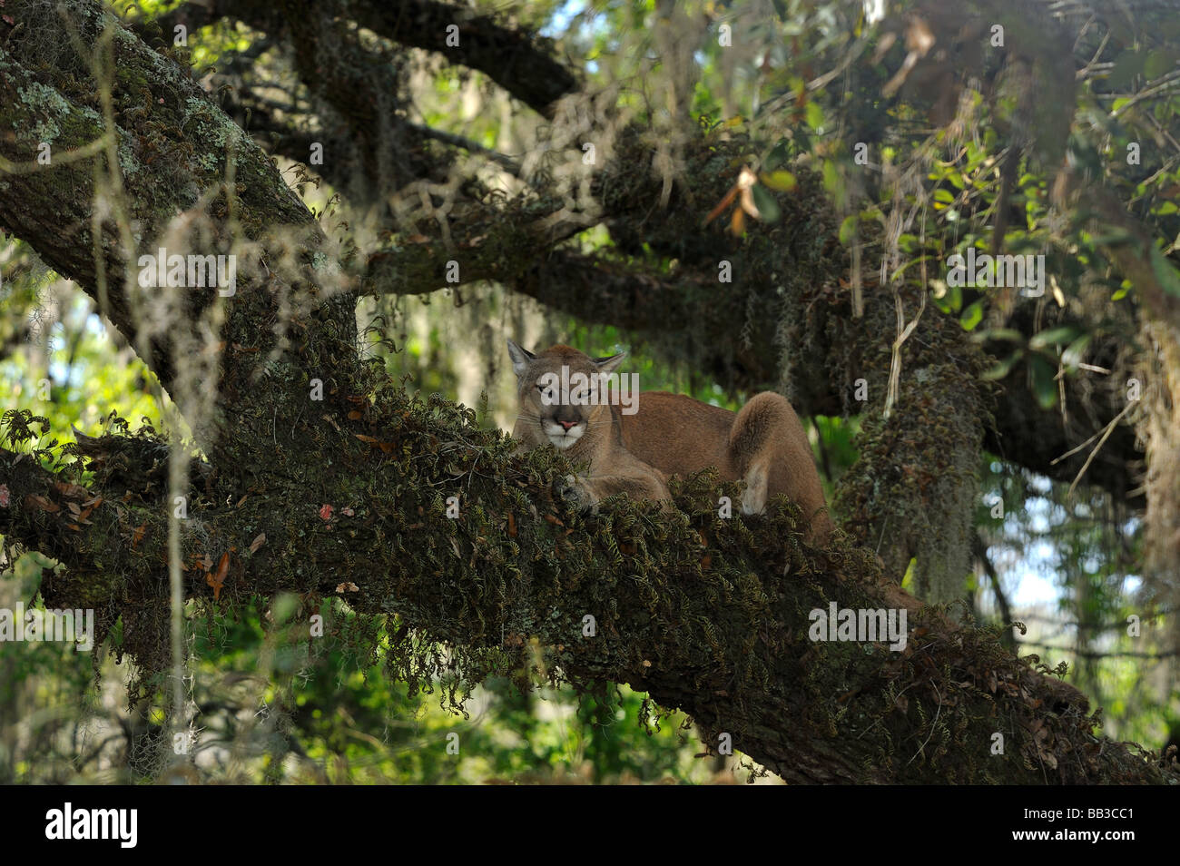 Florida panther Puma concolor coryi captif en Floride Banque D'Images