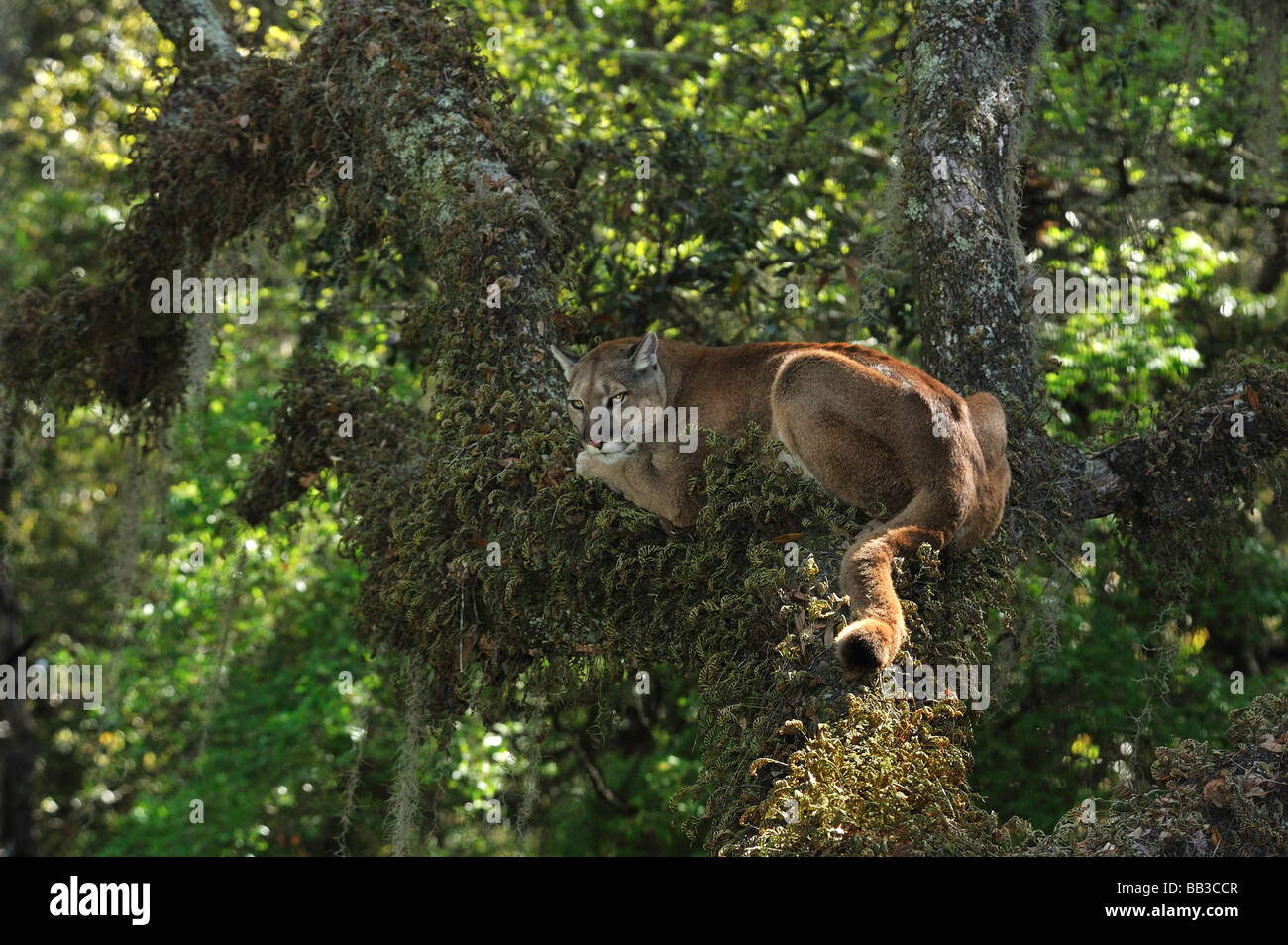 Florida panther Puma concolor coryi captif en Floride Banque D'Images