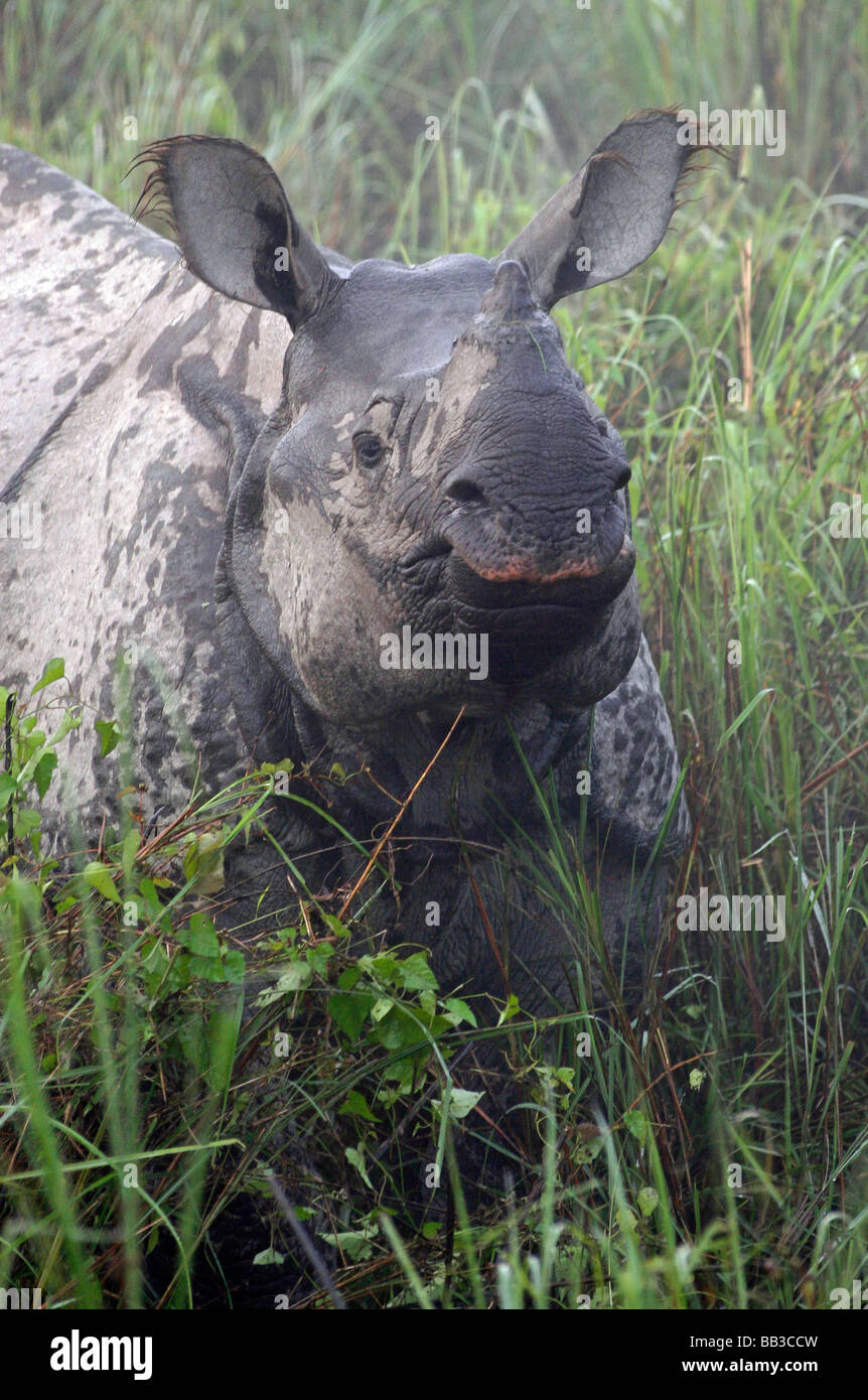 Portrait d'Indien Grand rhinocéros à une corne Rhinoceros unicornis prises dans le parc national de Kaziranga, état de l'Assam, Inde Banque D'Images